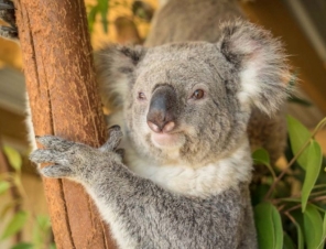 koala